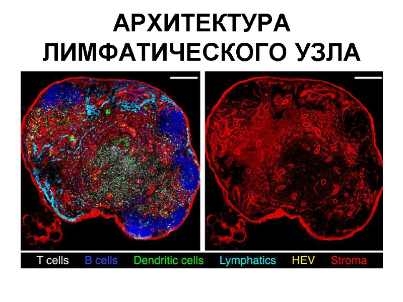 АРХИТЕКТУРА ЛИМФАТИЧЕСКОГО УЗЛА